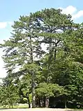 borovice černá (Pinus nigra)