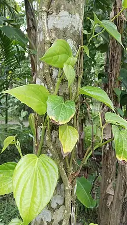 alternativní popis obrázku chybí