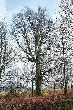 listopad 2014 (buk u transformátoru)