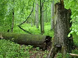 Bělověžský prales