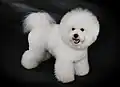 výstavně upravený Bichon á poil Frisé