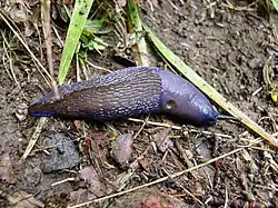 slimákovití (Limacidae) - (modranka karpatská Bielzia coerulans) - pneumostom je v zadní části pláště