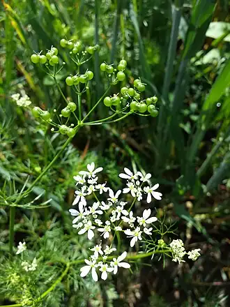 alternativní popis obrázku chybí