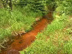 Ostružník před umělým rozvodím.