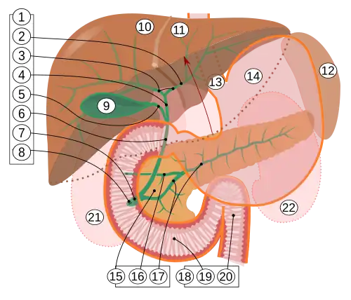 Schema žlučových cest, hlavní žlučovod je pod číslem 6