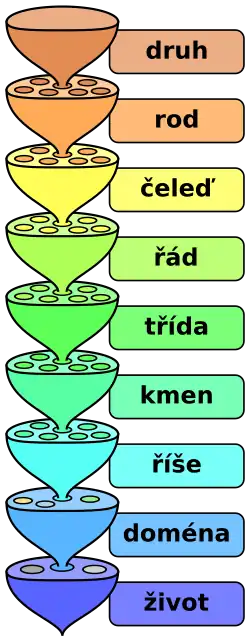 The various levels of the scientific classification system.