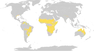 globální rozšíření tropických a subtropických travních porostů (savan)