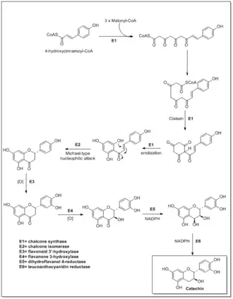 Biosyntéza katechinu