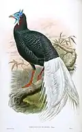 Samec (John Gould, mezi 1850–1883)