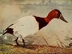 Birds and nature, 1904
