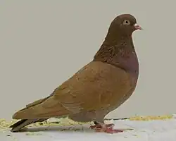 červený birminghamský rejdič