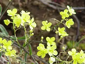 alternativní popis obrázku chybí