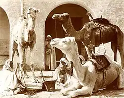 Méharis, Biskra, asi 1895