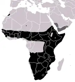 Areál rozšíření