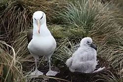 Fotografie albatrosa, jak stojí vedle tmavého hnízda s mládětem. Kolem je zelená tráva, mládě je bílé s černě zbarveným zobákem