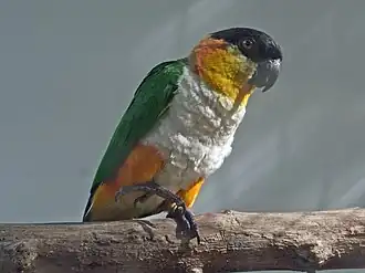 alternativní popis obrázku chybí