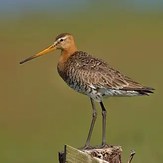 alternativní popis obrázku chybí