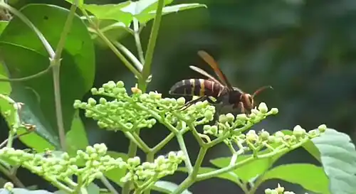 Sršeň vyfotografovaná v Japonsku