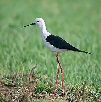alternativní popis obrázku chybí