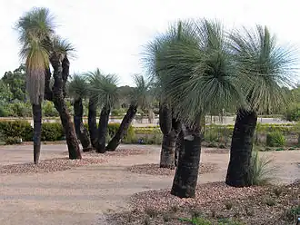 Skupina kingií Kingia australis