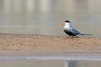 alternativní popis obrázku chybí