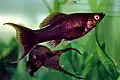 Poecilia sphenops, forma Black molly lyra