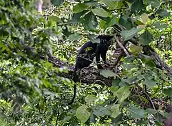 Černý panter neboli melanická forma levharta indického