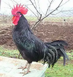 Šumenská černá slepice - kohout