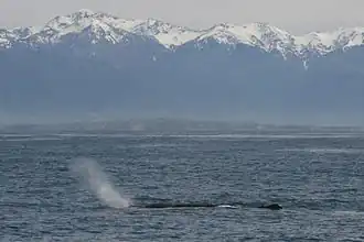 Výdechová fontána vorvaně směřující dopředu a doleva