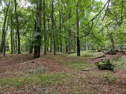 Blatná - rýžovnické sejpy v zámeckém parku (součást PP Blatná) (14).jpg