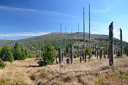 Poledník (1315 m) při pohledu z Oblíku (1225 m)
