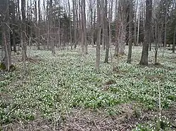 Les bledulí v NPR Ransko