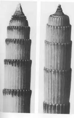 Karl Blossfeldt: Přeslička zimní