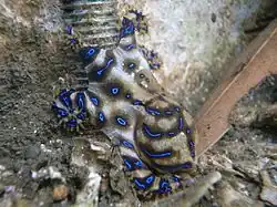 Chobotnice skvrnitá se znatelnými modrými skvrnami