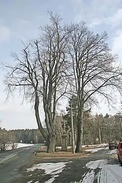 Boží muka pod lipami na severovýchodním okraji obce Rokytno