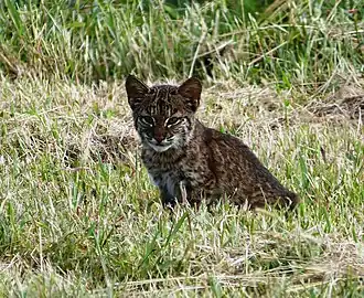 Mládě rysa červeného