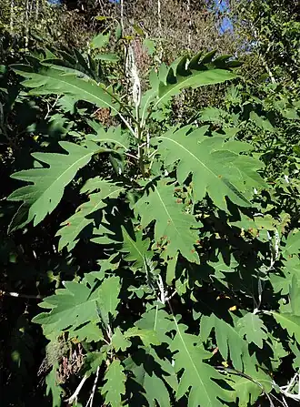 alternativní popis obrázku chybí