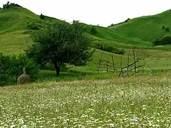 Pohled na rozkvetlou horskou louku poblíž vesnice