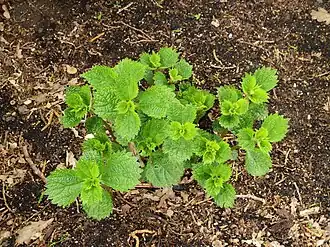 alternativní popis obrázku chybí