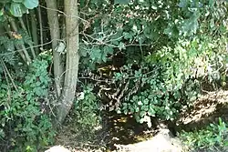 Potok u ústí do Bohdalovského rybníka