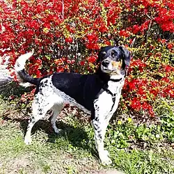 Český strakatý pes