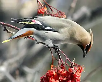 Brkoslav severní (Bombycilla garrulus)