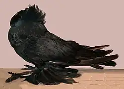 Bucharský bublák celobarevný černý