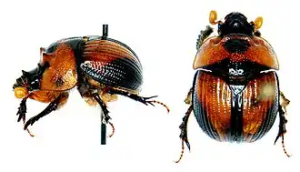 Bolbocerosoma tumefactum