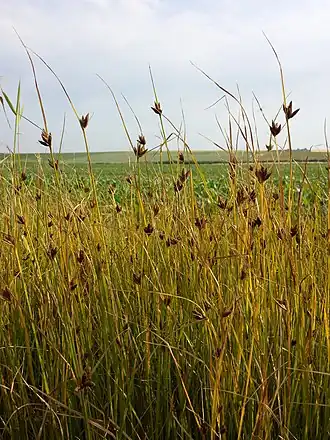 alternativní popis obrázku chybí