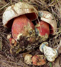 Boletus-satanas-3 crop