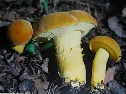Boletus aureissimus