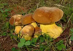 Boletus auripes