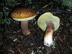 Boletus fibrillosus