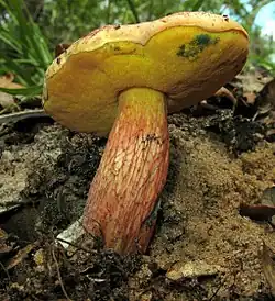 Boletus floridanus